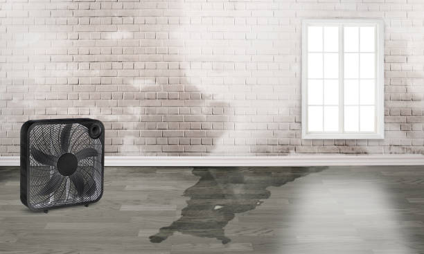 Best Water damage restoration near me  in Frazee, MN